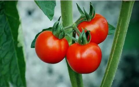 西红柿的百变家常做法，夏天开胃就靠它~