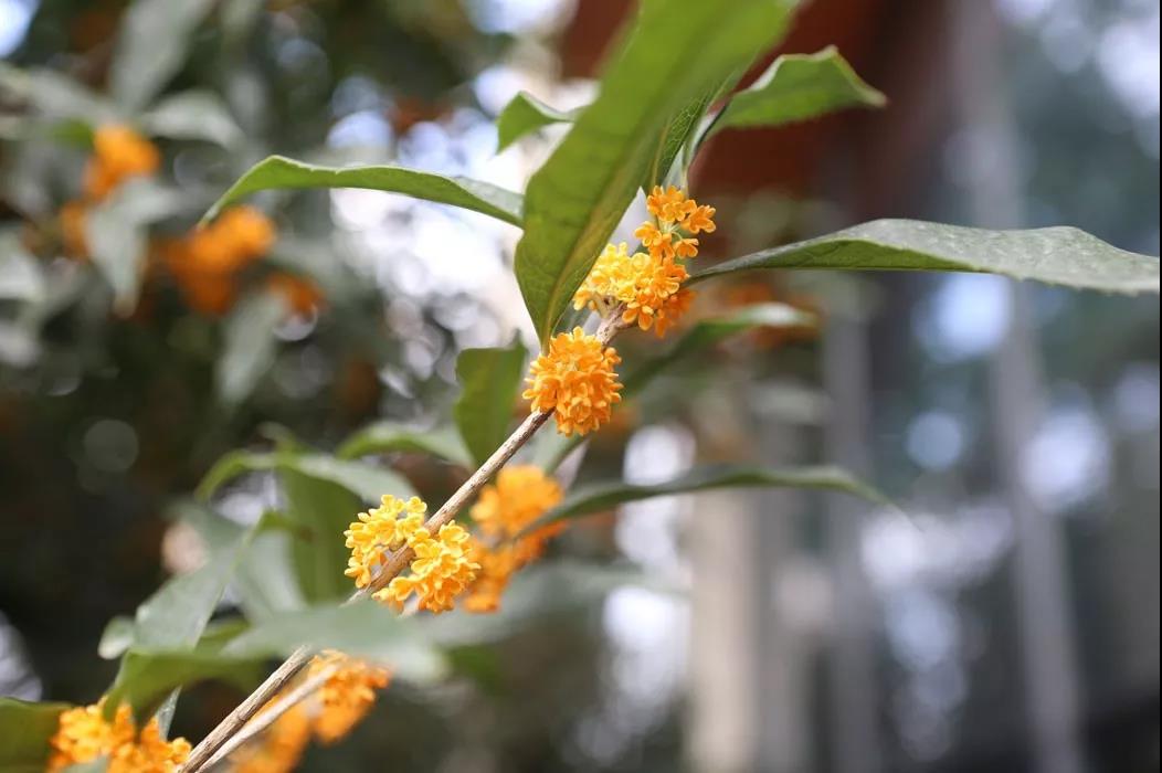 金桂飄香，舌尖上的桂花美食——糯米桂花藕